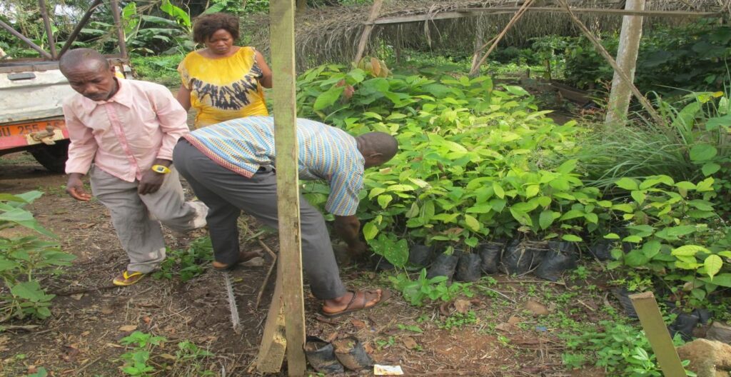 Understanding Climate change Complexities on Baka Pygmies and Mbororo Pastoralists. 